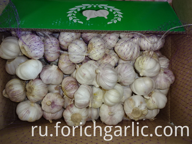 Normal Garlic Jinxiang